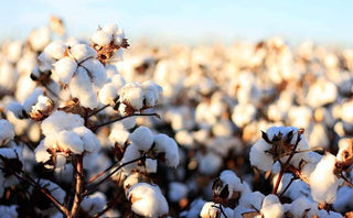 What is Organic Cotton GOTS?