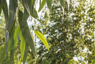 What makes TENCEL™ an eco winner?